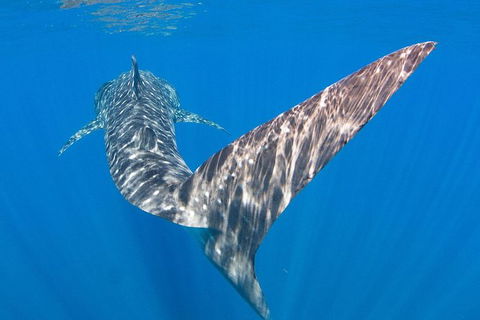 VIP Luxury Chartered Escapes, Exploring The Reef At Your Own Pace - Events Australia 37