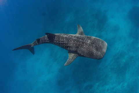 VIP Luxury Chartered Escapes, Exploring The Reef At Your Own Pace - Events Australia 34