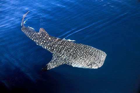 VIP Luxury Chartered Escapes, Exploring The Reef At Your Own Pace - Events Australia 30