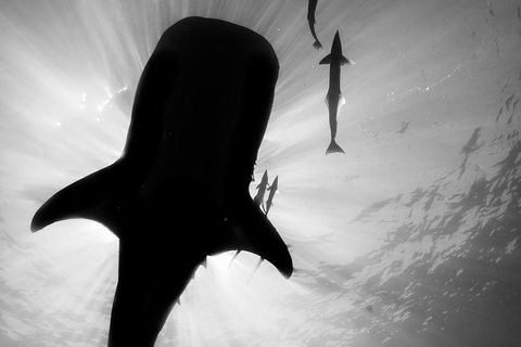 VIP Luxury Chartered Escapes, Exploring The Reef At Your Own Pace - Events Australia 16