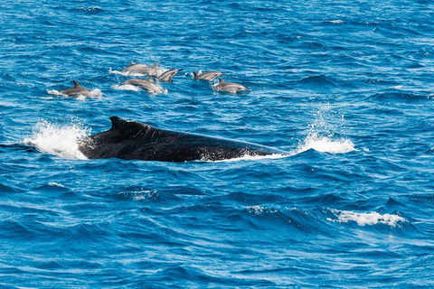 VIP Luxury Chartered Escapes, Exploring The Reef At Your Own Pace - Events Australia 19