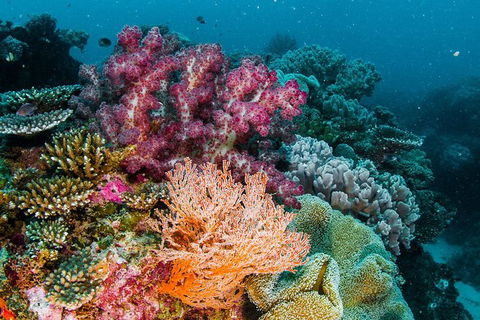 VIP Luxury Chartered Escapes, Exploring The Reef At Your Own Pace - Events Australia 33