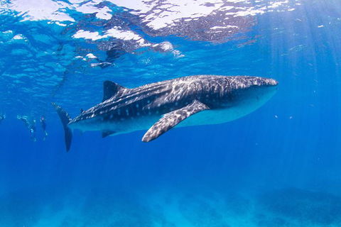 VIP Luxury Chartered Escapes, Exploring The Reef At Your Own Pace - Events Australia 9