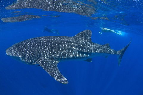 VIP Luxury Chartered Escapes, Exploring The Reef At Your Own Pace - Events Australia 31