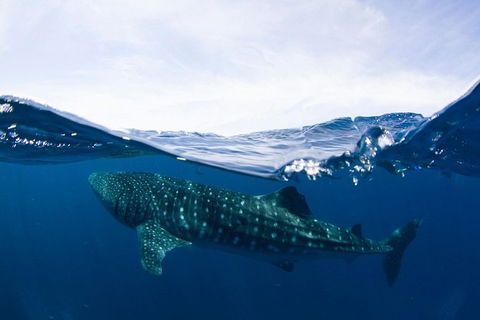 VIP Luxury Chartered Escapes, Exploring The Reef At Your Own Pace - Events Australia 51