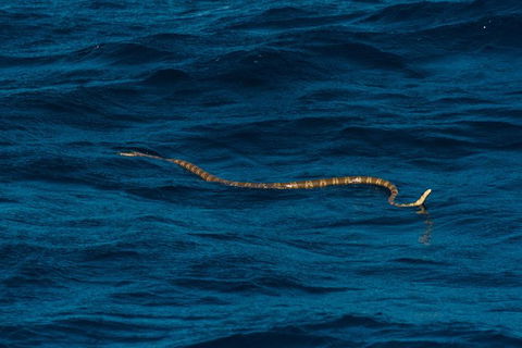 VIP Luxury Chartered Escapes, Exploring The Reef At Your Own Pace - Events Australia 23