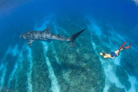 VIP Luxury Chartered Escapes, Exploring The Reef At Your Own Pace - Events Australia 47