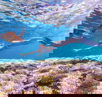 7-Day Exmouth Explorer via Pinnacles Monkey Mia Ningaloo Reef returning to Perth - Events Australia