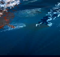 Deluxe WhaleShark Swim Tour on the Ningaloo Reef from Exmouth - Events Australia