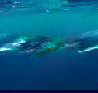 Humpback Whale Swim Tour - Events Australia
