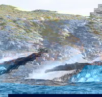 Jet Boat Whale Watching Safari from Dunsborough - Events Australia