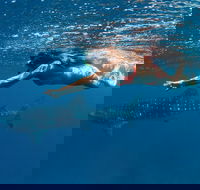 Swim with Whale Sharks - Ningaloo Reef - 3 Islands Whale Shark Dive - Events Australia