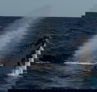 Perth Whale-Watching Cruise from Hillarys Boat Harbour - Events Australia