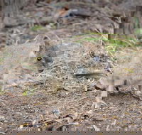 Nocturnal Wildlife Tour from Busselton or Dunsborough - Events Australia
