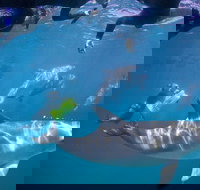 Swim with Wild Dolphins - Events Australia