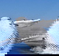 Whale Watching Busselton Departing from Busselton Jetty - Events Australia