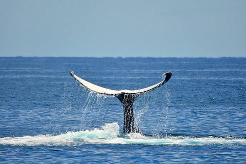Whale Watching Busselton Departing From Busselton Jetty - Events Australia 1