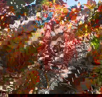 Swan Valley Winery Experience - Full Day Coach Tour - Events Australia