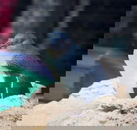 Full-Day Penguin Island  Mandurah Canal Cruise - Events Australia