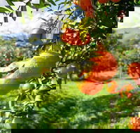 Full-Day Swan Valley Wildlife Park Winery  Fruit Orchard - Events Australia