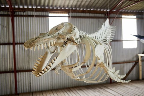 Albany\'s Whale Story - Events Australia 0