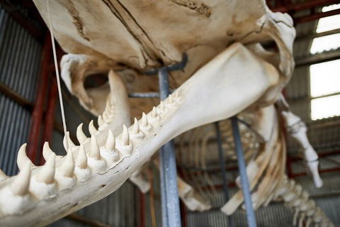 Albany\'s Whale Story - Events Australia 3
