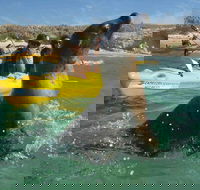 Penguin and Seal Island Kayak Tour - Events Australia