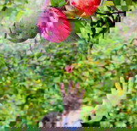 Perth Hills - Wildlife Art  Gastronomy - Events Australia