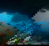 Rottnest Island scuba diving from Fremantle - Events Australia