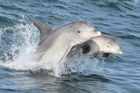 Mandurah Dolphin And Scenic Marine Cruise - Events Australia 12