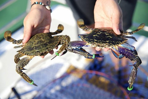 Mandurah Dolphin And Scenic Marine Cruise - Events Australia 15