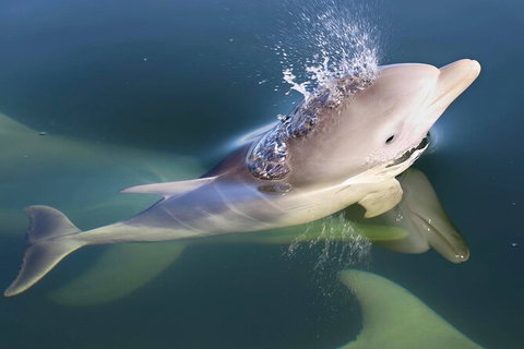 Mandurah Dolphin And Scenic Marine Cruise - Events Australia 4