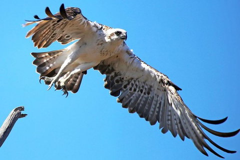 Mandurah Dolphin And Scenic Marine Cruise - Events Australia 11