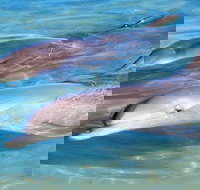 4 Day Perth to Monkey Mia Cruiser  Return - Events Australia