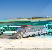 Penguin Island and Caversham Wildlife Park Day Trip From Perth - Events Australia