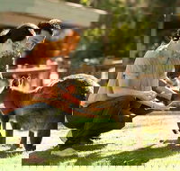Very Best of Perth Tour - Wildlife Park  City Highlights Tour - Events Australia