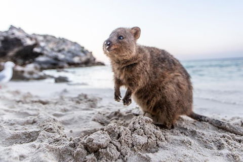 Rottnest Island All-Inclusive Grand Island Tour From Fremantle - Events Australia 3