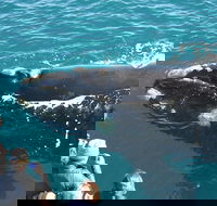 Augusta Whale Watching Eco Tour - Events Australia