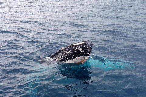 Augusta Whale Watching Eco Tour - Events Australia 1