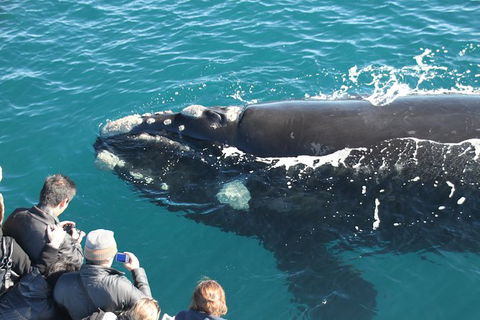 Augusta Whale Watching Eco Tour - Events Australia 2