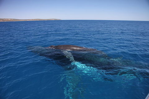 Augusta Whale Watching Eco Tour - Events Australia 6