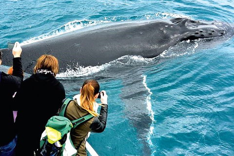 Augusta Whale Watching Eco Tour - Events Australia 3