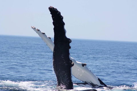 Augusta Whale Watching Eco Tour - Events Australia 4