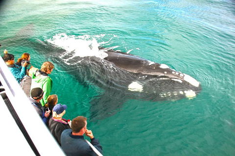 Augusta Whale Watching Eco Tour - Events Australia 7
