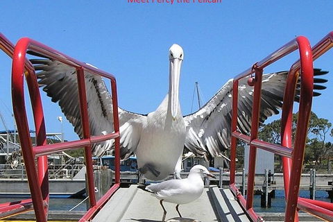 Kalgan Queen Scenic Cruises A Four Hour Sheltered Water Wildlife Tour Daily Fun. - Events Australia 4