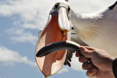 Kalgan Queen Scenic Cruises A Four Hour Sheltered Water Wildlife Tour Daily Fun. - Events Australia 5