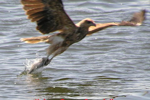 Kalgan Queen Scenic Cruises A Four Hour Sheltered Water Wildlife Tour Daily Fun. - Events Australia 6