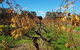 5 Hours Wineries, Coffee Tasting, Forest & Lunch At The Berry Farm - thumb 15