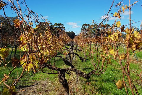 5 Hours Wineries, Coffee Tasting, Forest & Lunch At The Berry Farm - Events Australia 15