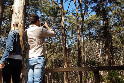 5 Hours Wineries, Coffee Tasting, Forest & Lunch At The Berry Farm - Events Australia 9
